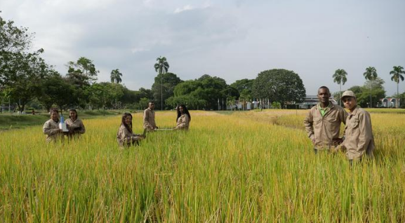 Một quốc gia châu Á mang công nghệ lúa gạo đến châu Phi, 10 năm sau thu kết quả bất ngờ - Ảnh 1. Một quốc gia châu Á mang công nghệ lúa gạo đến châu Phi, 10 năm sau thu kết quả bất ngờ - Ảnh 1.