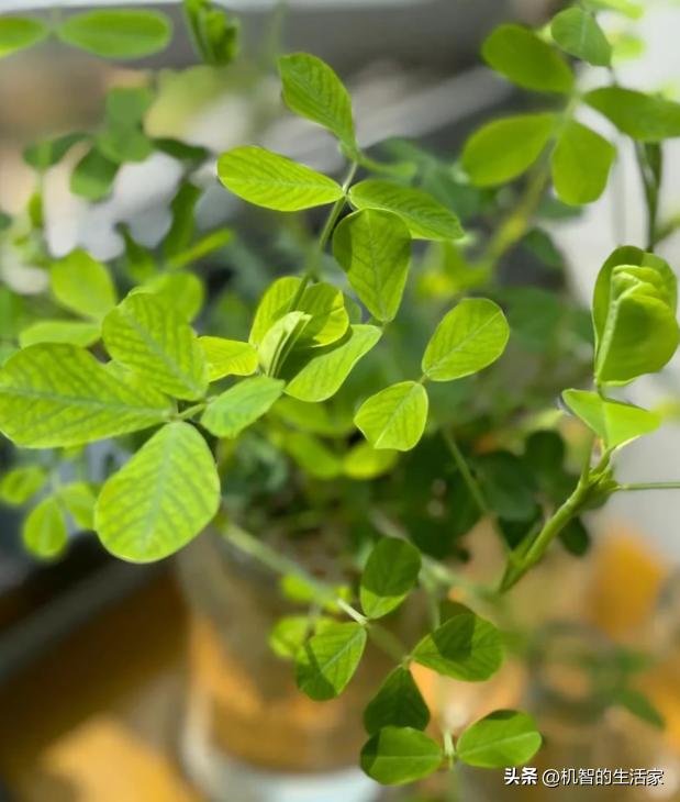 T&ocirc;i đ&atilde; thử ng&acirc;m v&agrave;i hạt đậu phộng trong nước suốt 15 ng&agrave;y v&agrave; bất ngờ nhận được một &ldquo;khu rừng mini&rdquo; xanh m&aacute;t: Kh&ocirc;ng tốn tiền mua c&acirc;y m&agrave; vẫn c&oacute; g&oacute;c thư gi&atilde;n cực chữa l&agrave;nh- Ảnh 6.