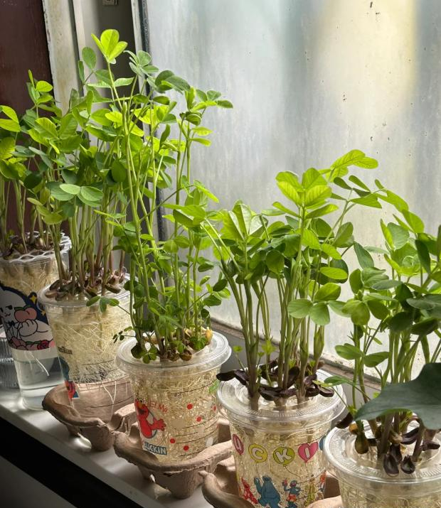 T&ocirc;i đ&atilde; thử ng&acirc;m v&agrave;i hạt đậu phộng trong nước suốt 15 ng&agrave;y v&agrave; bất ngờ nhận được một &ldquo;khu rừng mini&rdquo; xanh m&aacute;t: Kh&ocirc;ng tốn tiền mua c&acirc;y m&agrave; vẫn c&oacute; g&oacute;c thư gi&atilde;n cực chữa l&agrave;nh- Ảnh 5.