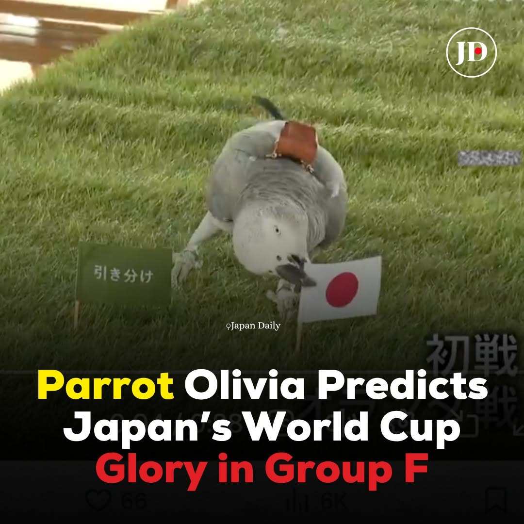 Vẹt “tiên tri” bất ngờ về tuyển Nhật Bản tại World Cup 2026 - Ảnh 1. Vẹt “tiên tri” bất ngờ về tuyển Nhật Bản tại World Cup 2026 - Ảnh 1.