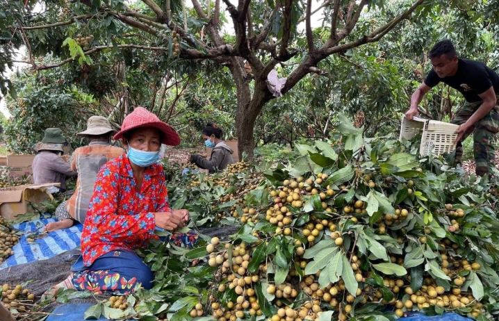 Sau sầu riêng, Campuchia chuẩn bị cạnh tranh một loại quả với Việt Nam tại Trung Quốc: Xuất khẩu trực tiếp không qua trung gian, kỳ vọng sẽ mang lại lợi nhuận lớn - Ảnh 1.