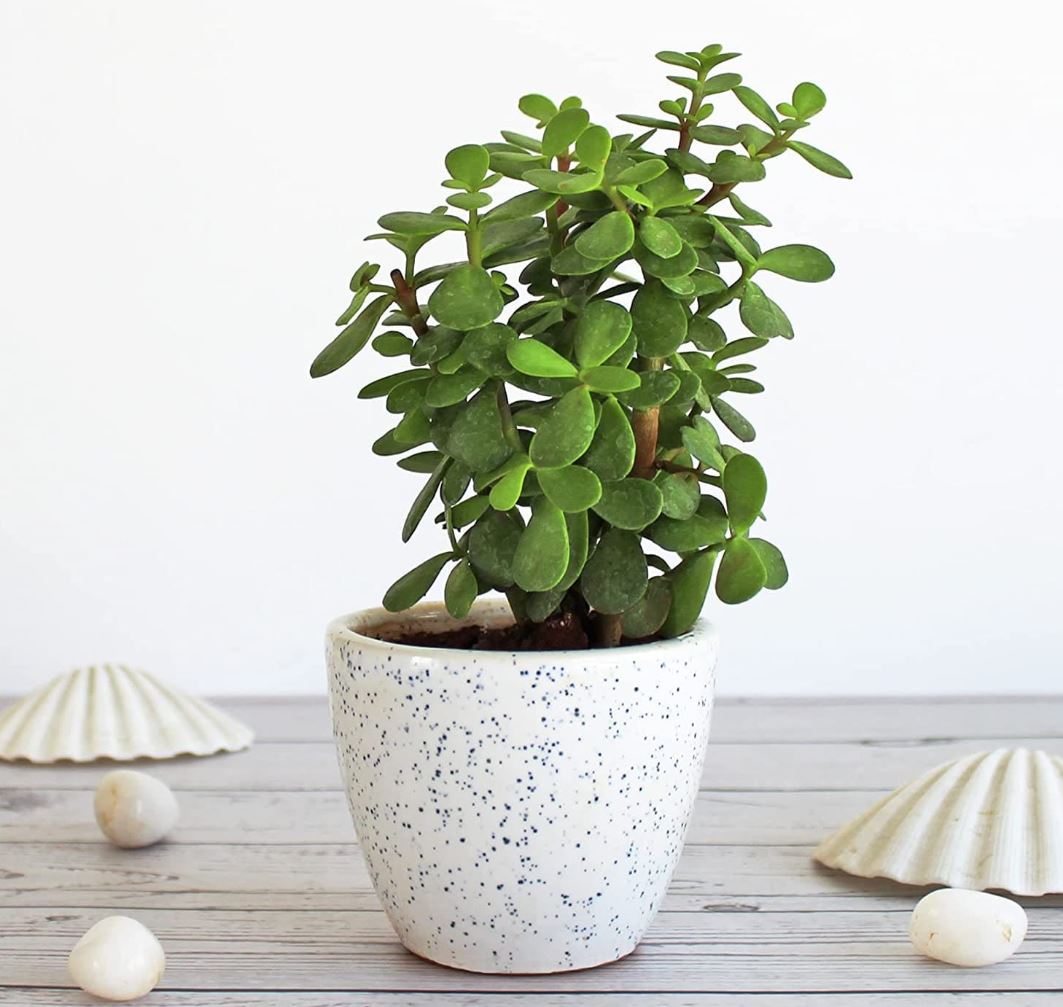 5 loại c&acirc;y cảnh n&ecirc;n đặt trong ph&ograve;ng thờ- Ảnh 4.