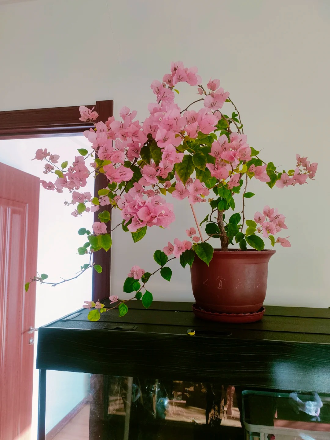 Lời khuy&ecirc;n hữu &iacute;ch cho người trồng hoa giấy bonsai trong nh&agrave; - Ảnh 4.