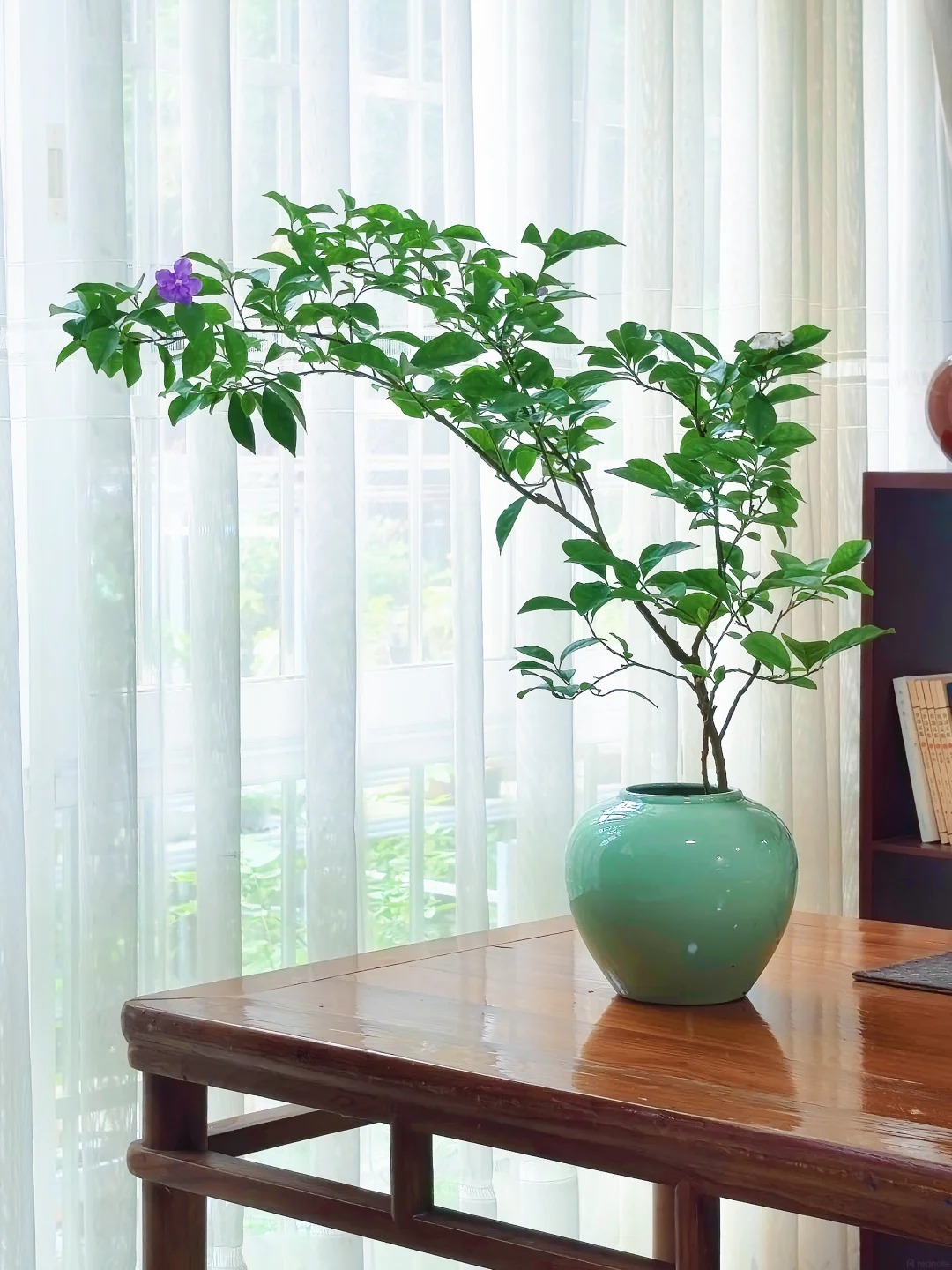 Lời khuy&ecirc;n hữu &iacute;ch cho người trồng hoa giấy bonsai trong nh&agrave; - Ảnh 5.