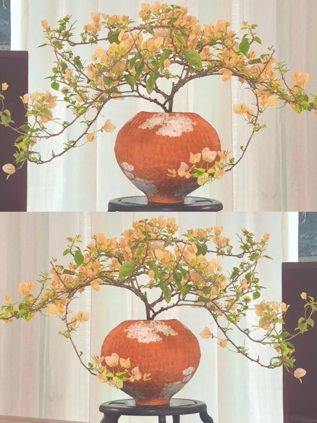 Lời khuy&ecirc;n hữu &iacute;ch cho người trồng hoa giấy bonsai trong nh&agrave; - Ảnh 3.