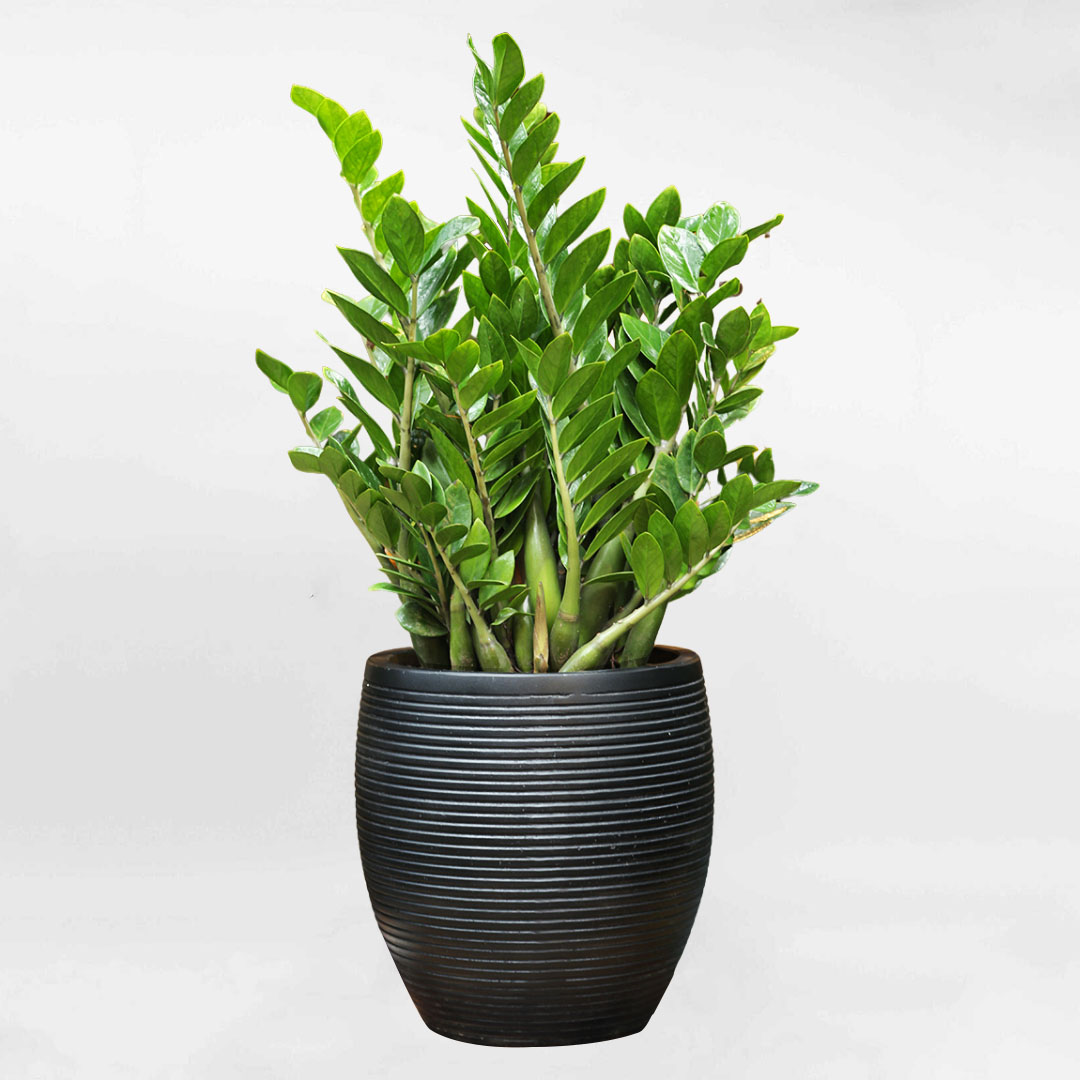 5 loại c&acirc;y cảnh n&ecirc;n đặt trong ph&ograve;ng thờ- Ảnh 1.