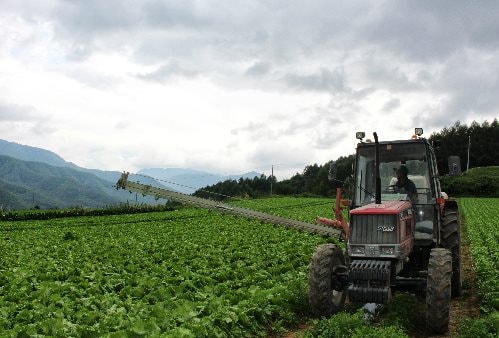 N&ocirc;ng d&acirc;n tho&aacute;t ngh&egrave;o, kiếm hơn 5 tỷ đồng / năm nhờ trồng x&agrave; l&aacute;ch - Ảnh 1.