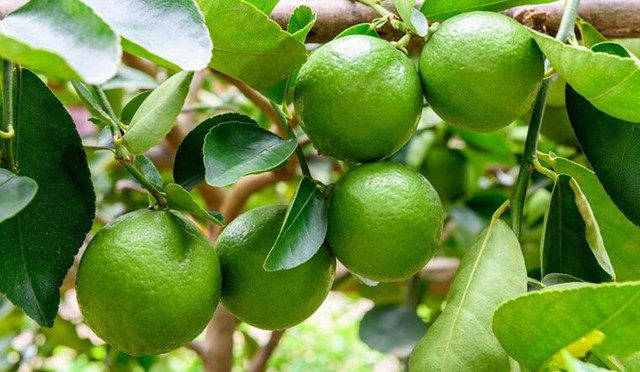 V&igrave; sao &ocirc;ng b&agrave; ta hay trồng khế, chanh hoặc bưởi quanh nh&agrave;? - Ảnh 1.