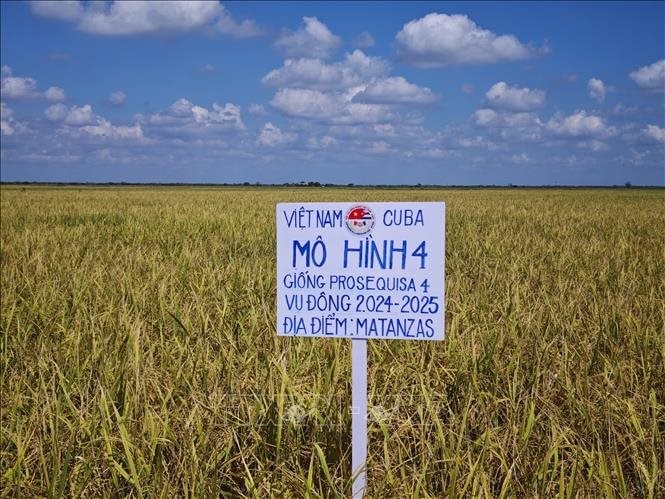Việt Nam vừa b&aacute;o tin vui lớn cho Cuba: Kỳ t&iacute;ch 1.200 tấn vượt mong đợi - Ảnh 2.