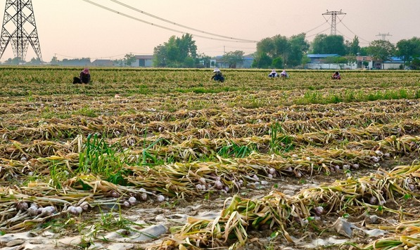 Sau gạo, Indonesia tuyên bố sẽ tự túc một loại nông sản trong vòng 4 năm: Đang phụ thuộc 90% vào Trung Quốc, Việt Nam trồng rất nhiều - Ảnh 1. Sau gạo, Indonesia tuyên bố sẽ tự túc một loại nông sản trong vòng 4 năm: Đang phụ thuộc 90% vào Trung Quốc, Việt Nam trồng rất nhiều - Ảnh 1.