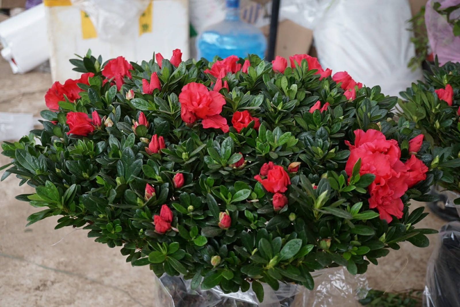 6 loại c&acirc;y mang lại vận may, n&ecirc;n trồng ở ban c&ocirc;ng - Ảnh 6.