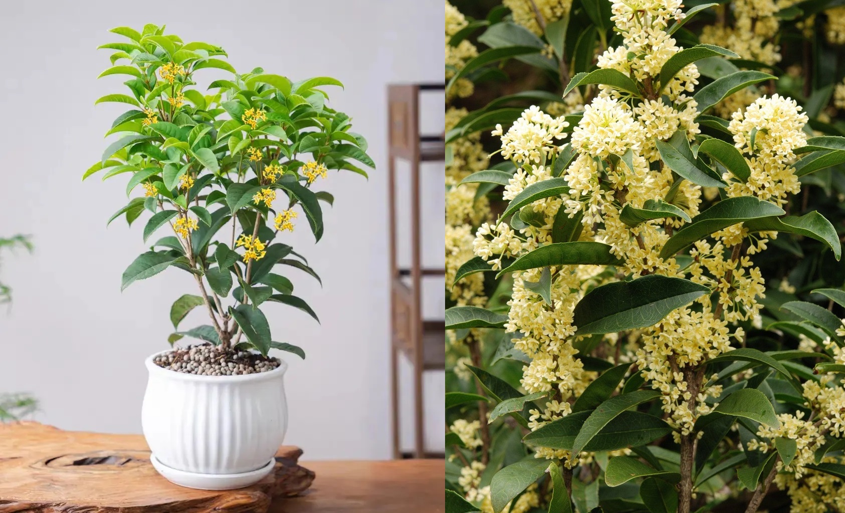 6 loại c&acirc;y mang lại vận may, n&ecirc;n trồng ở ban c&ocirc;ng - Ảnh 3.