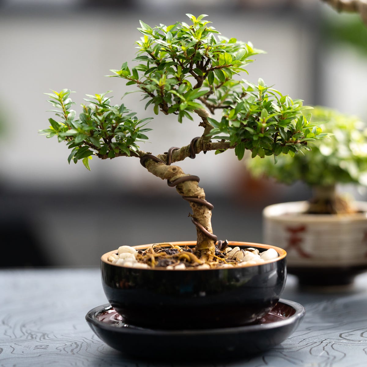 5 loại c&acirc;y chớ n&ecirc;n trồng trong nh&agrave; kẻo vận xui k&eacute;o tới - Ảnh 2.