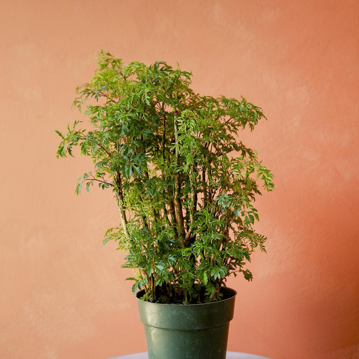 5 loại cây cảnh