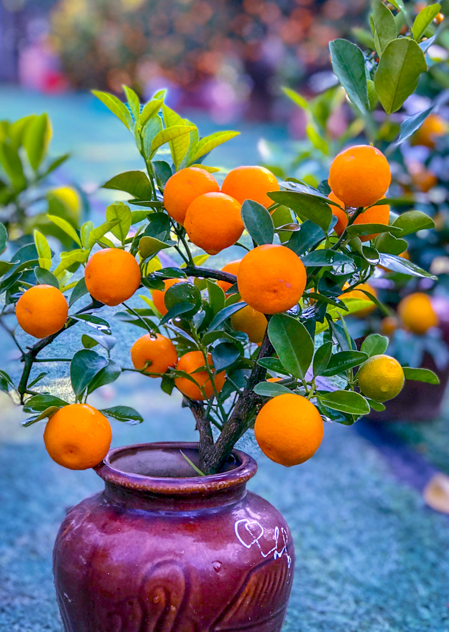 5 loại cây cảnh