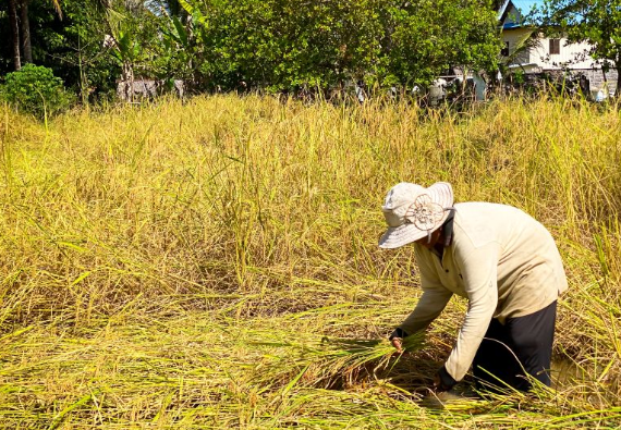 Campuchia quyết t&acirc;m l&agrave;m gi&agrave;u với loại n&ocirc;ng sản Việt Nam đang trồng rất nhiều: Tự tin sẽ xuất khẩu được 1 triệu tấn, vừa thu về hơn 300 triệu USD - Ảnh 1.