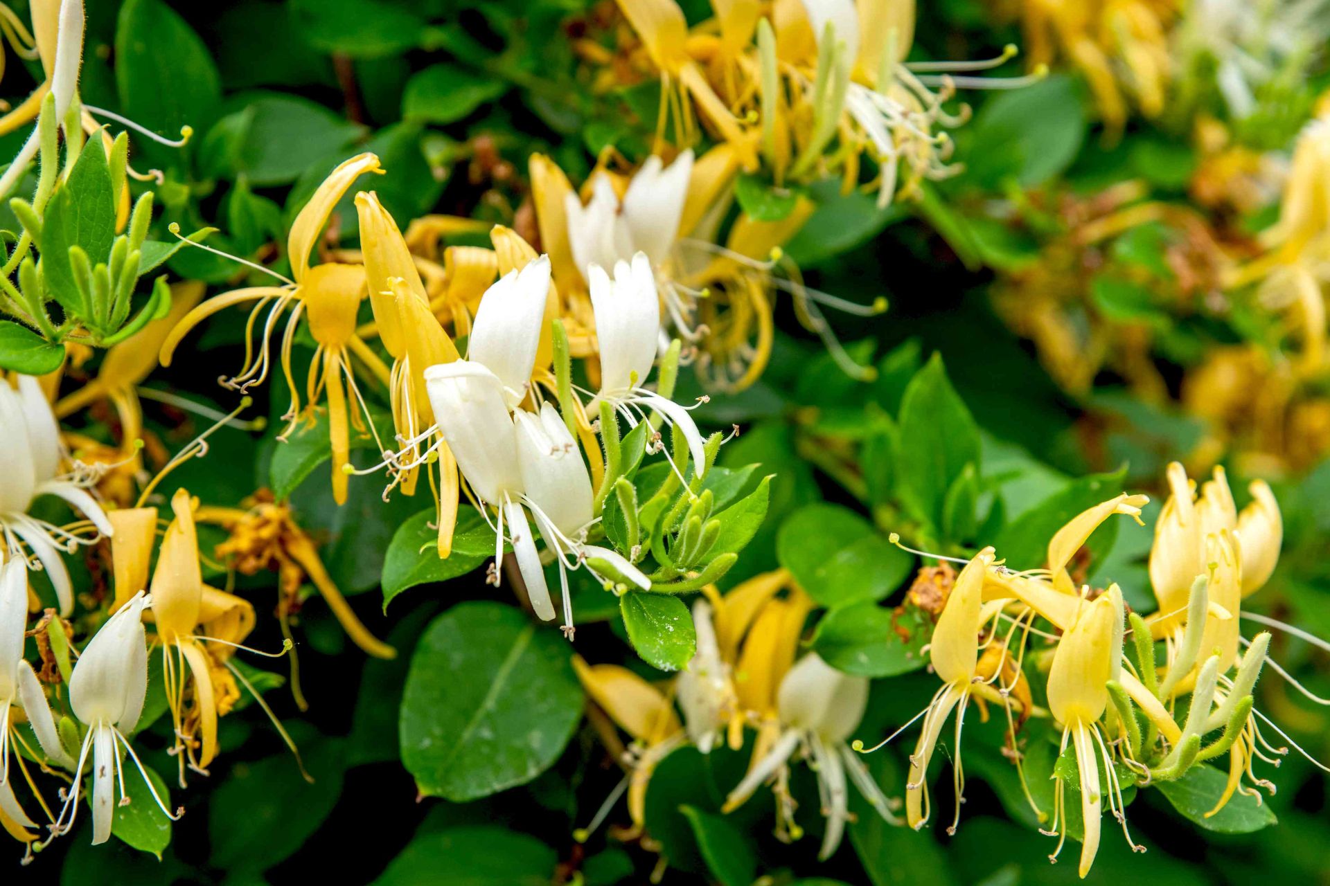 5 loại cây cảnh