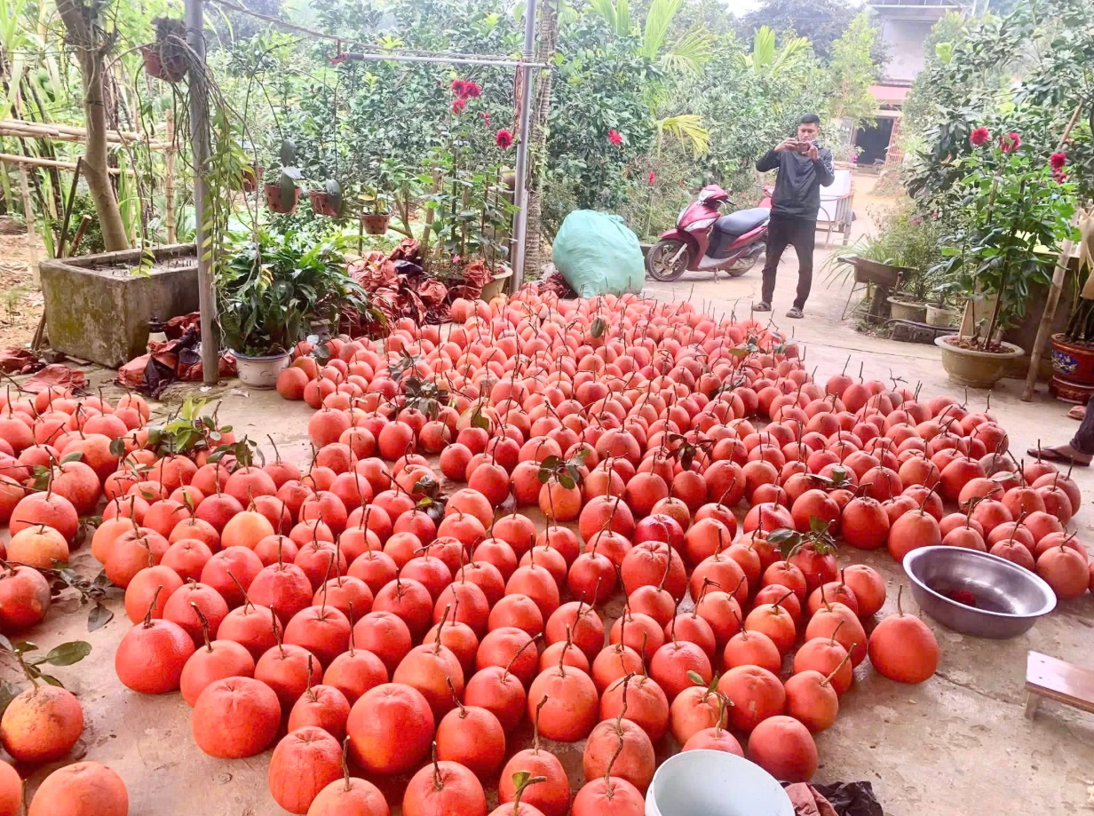 Loại quả Việt Nam lọt top ngon nhất thế giới: Chỉ có ở Thanh Hóa, mỗi năm thu 1 lần, cận vụ càng khó mua - Ảnh 3.