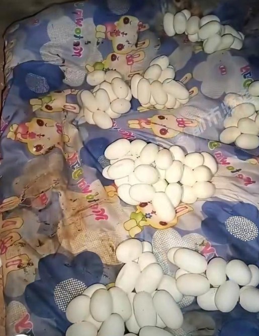 Về nhà sau nửa năm đi xa, chàng trai chết lặng khi thấy thứ phủ kín giường ngủ: Số lượng lên tới hơn 100 - Ảnh 1.