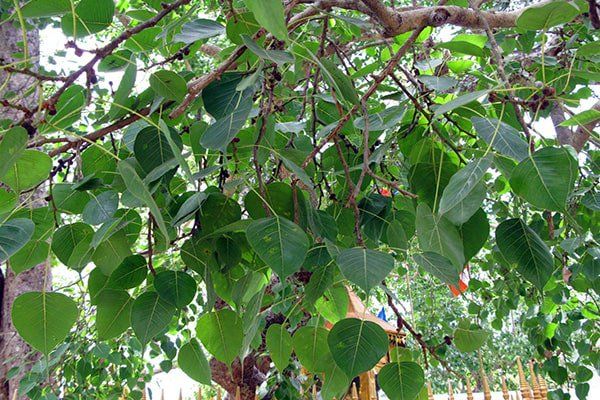 Người xưa có câu 