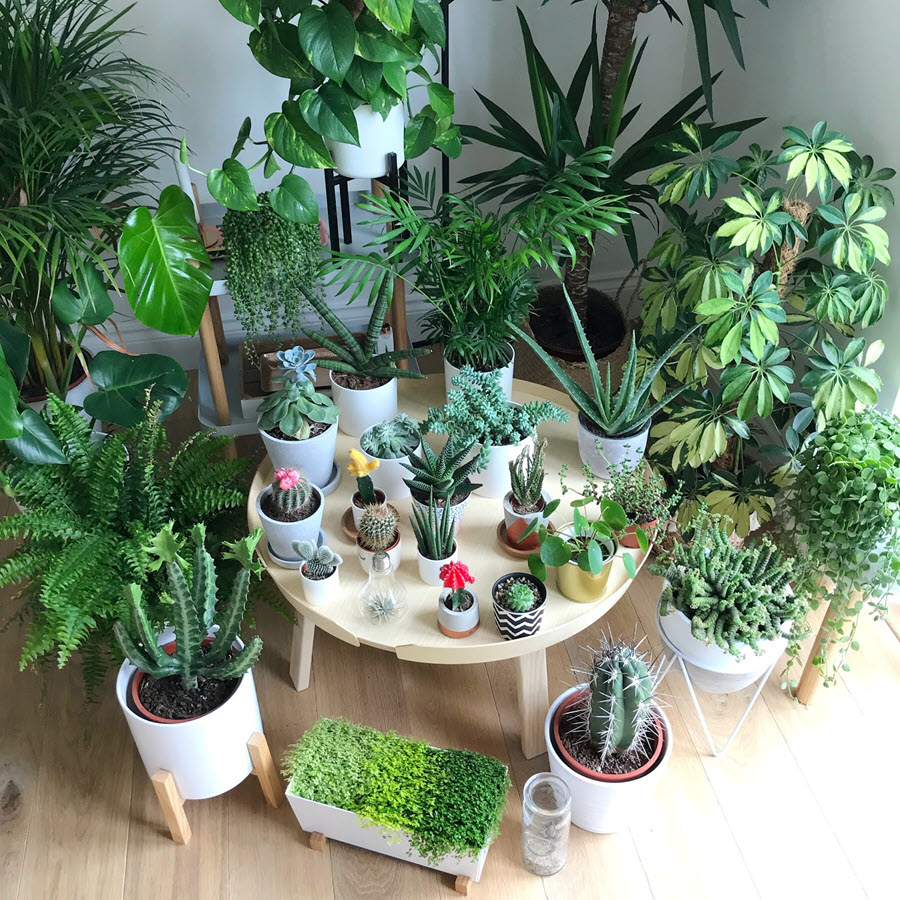 Người xưa dặn: Trước cửa nh&agrave; n&ecirc;n c&oacute; 3 thứ n&agrave;y để đ&oacute;n may mắn, giữ t&agrave;i lộc v&agrave; tăng sinh kh&iacute; cho cả gia đ&igrave;nh - Ảnh 2.