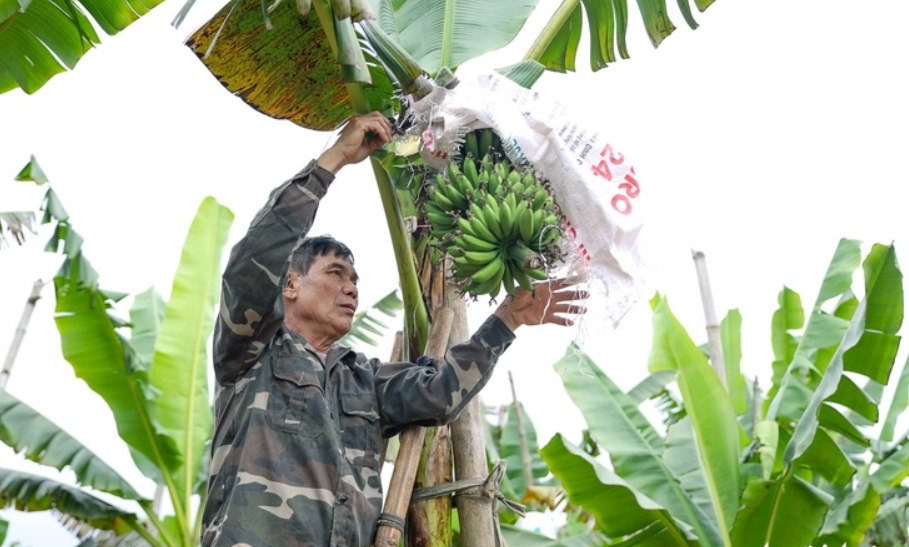 Loại quả ngon nhất thế giới của Việt Nam: Chỉ có ở Ninh Bình, vào mùa là hết sạch, phải đặt trước mới có - Ảnh 2.