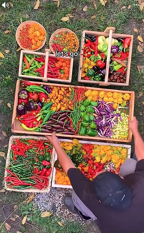 Gia đ&igrave;nh trồng rau quả trong s&acirc;n nh&agrave; suốt 1 năm, th&agrave;nh quả thu được khiến ch&iacute;nh họ sững sờ - Ảnh 3.