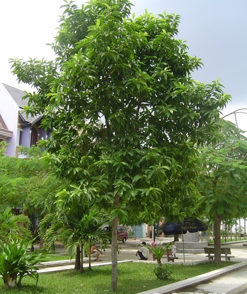 Người xưa dặn "nh&agrave; n&ecirc;n tựa n&uacute;i": 3 c&acirc;y trồng sau nh&agrave; gi&uacute;p "đời đời thịnh vượng"- Ảnh 1.