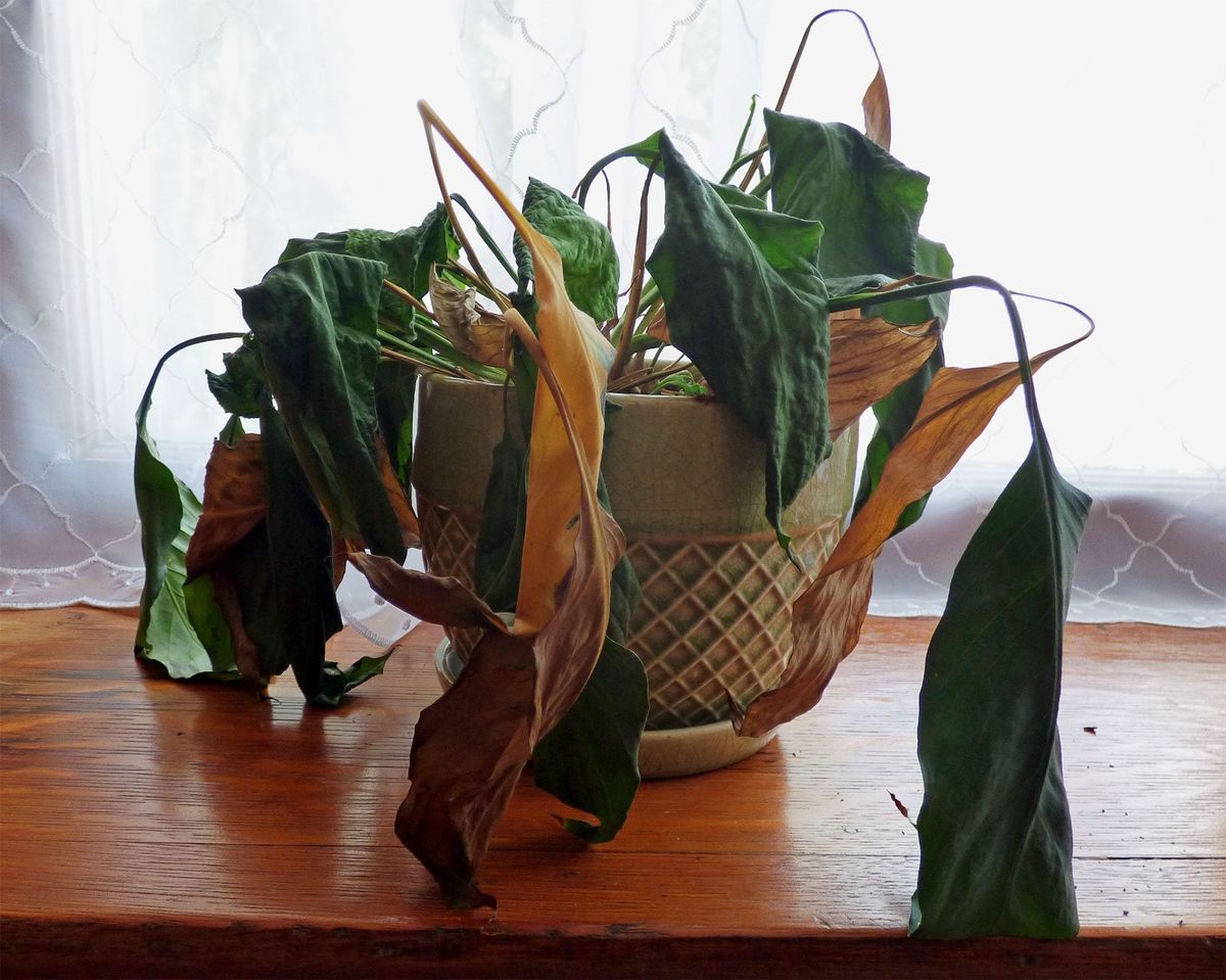 6 loại cây 