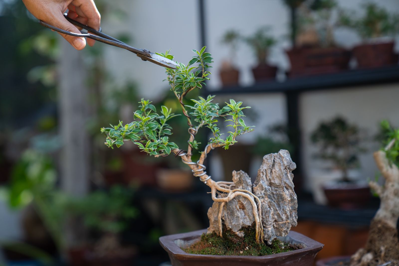 6 loại cây 