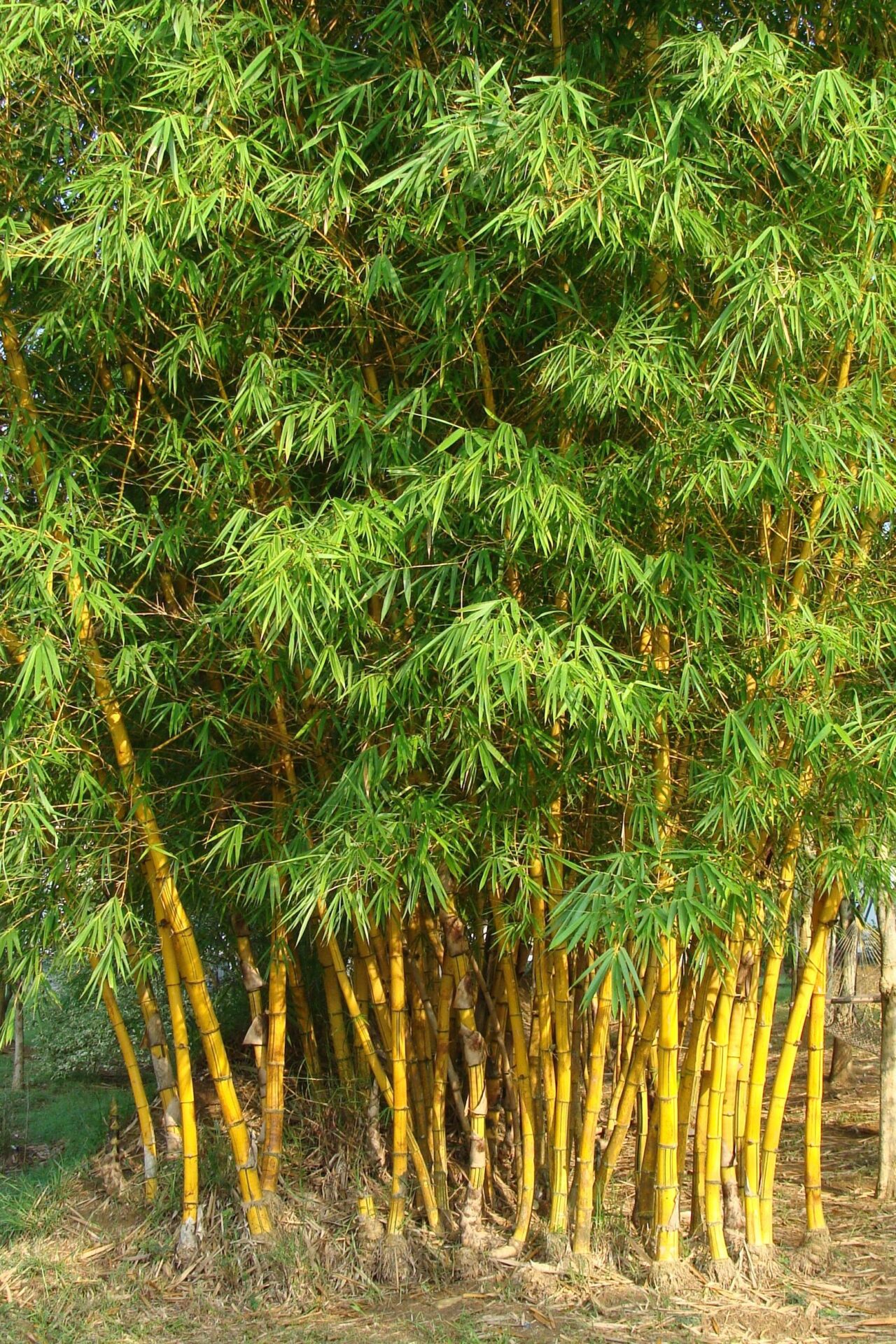 5 loại c&acirc;y c&oacute; thể "dẫn" rắn tới nh&agrave;: Nhiều gia đ&igrave;nh trồng m&agrave; kh&ocirc;ng biết - Ảnh 1.