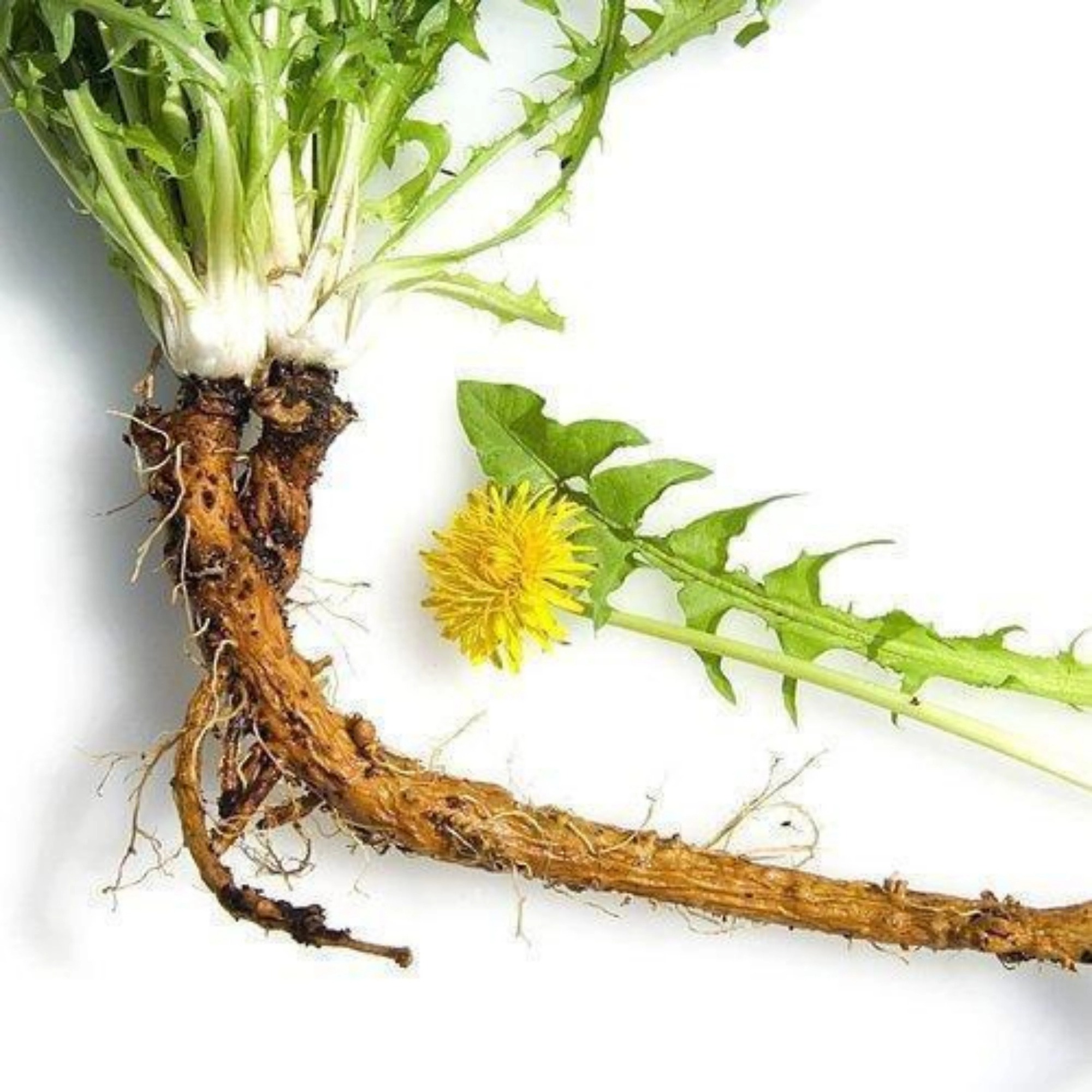 Ph&aacute;t hiện khả năng "ti&ecirc;u diệt" tế b&agrave;o ung thư cực đỉnh của loại rau mọc dại đầy Việt Nam - Ảnh 2.