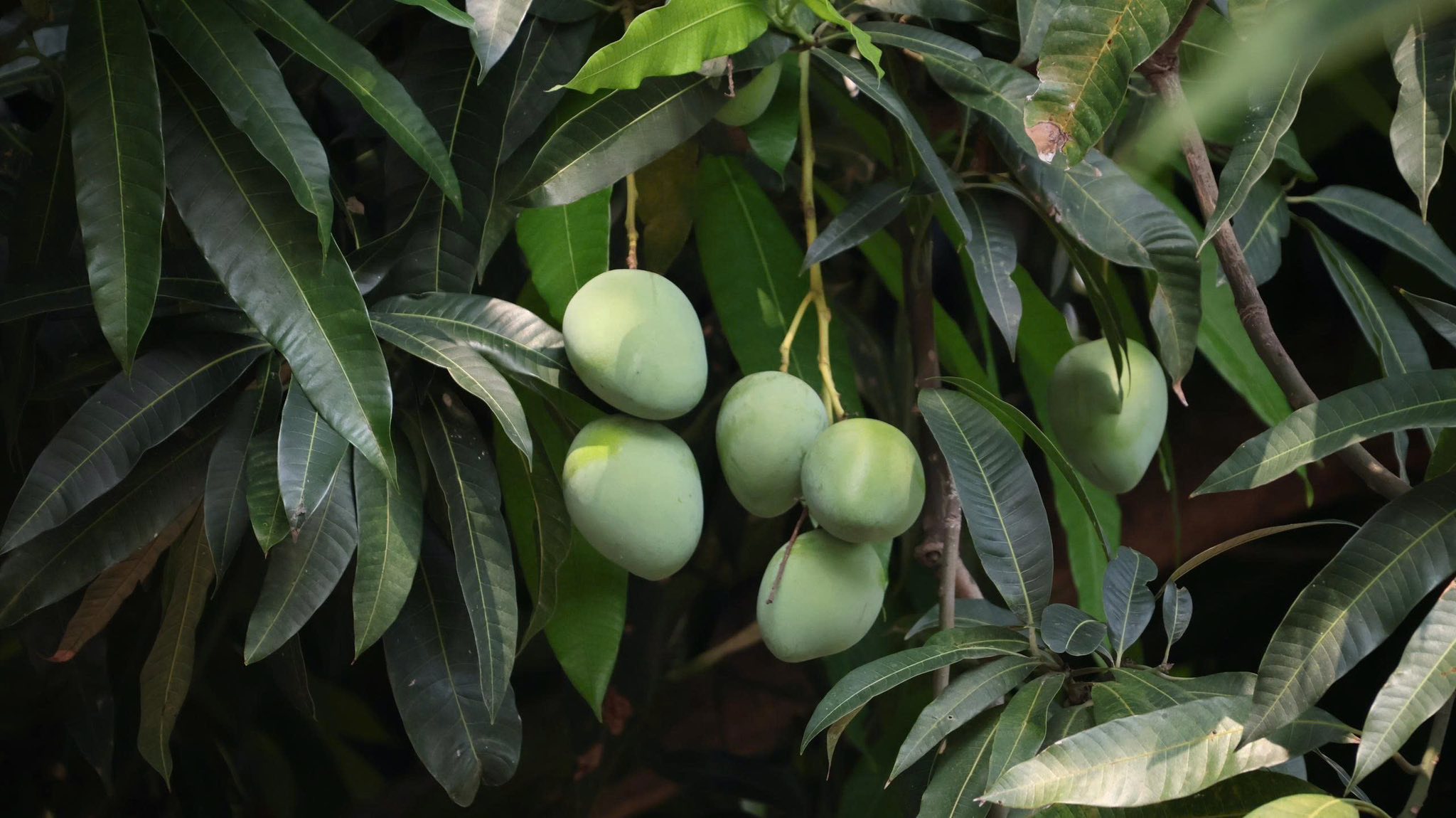 Di tích nổi tiếng ở Hà Nội tổ chức hoạt động riêng cho mùa thi, liên quan tới 1 loại quả - Ảnh 4.