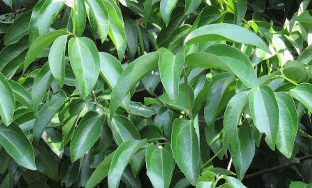 Một loại c&acirc;y th&acirc;n gỗ Việt Nam trồng rất nhiều nhưng thế giới lại qu&yacute; hiếm: Vừa mang về hơn 89 triệu USD, gi&aacute; hơn 2.500 USD/tấn - Ảnh 1.