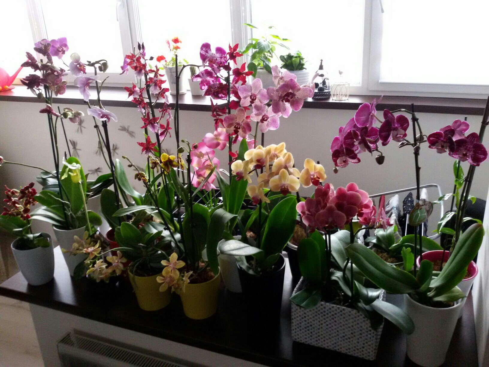 4 lời khuy&ecirc;n d&agrave;nh cho c&aacute;c gia đ&igrave;nh đang trồng hoa lan - Ảnh 3.