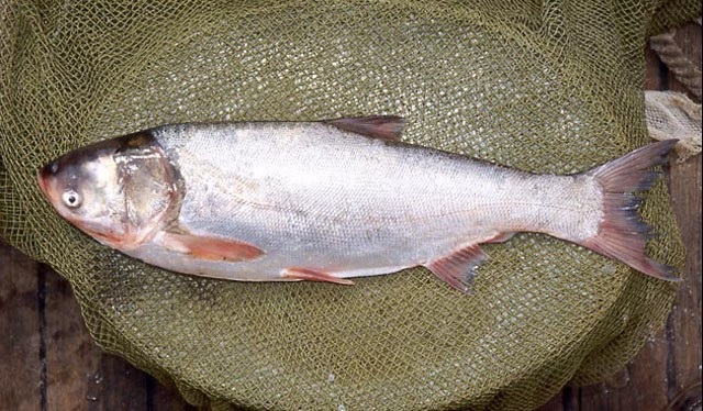 Loại c&aacute; &ldquo;chồng ăn, vợ khen&rdquo;: Cực gi&agrave;u omega-3 nhưng hay bị ch&ecirc; - Ảnh 1.