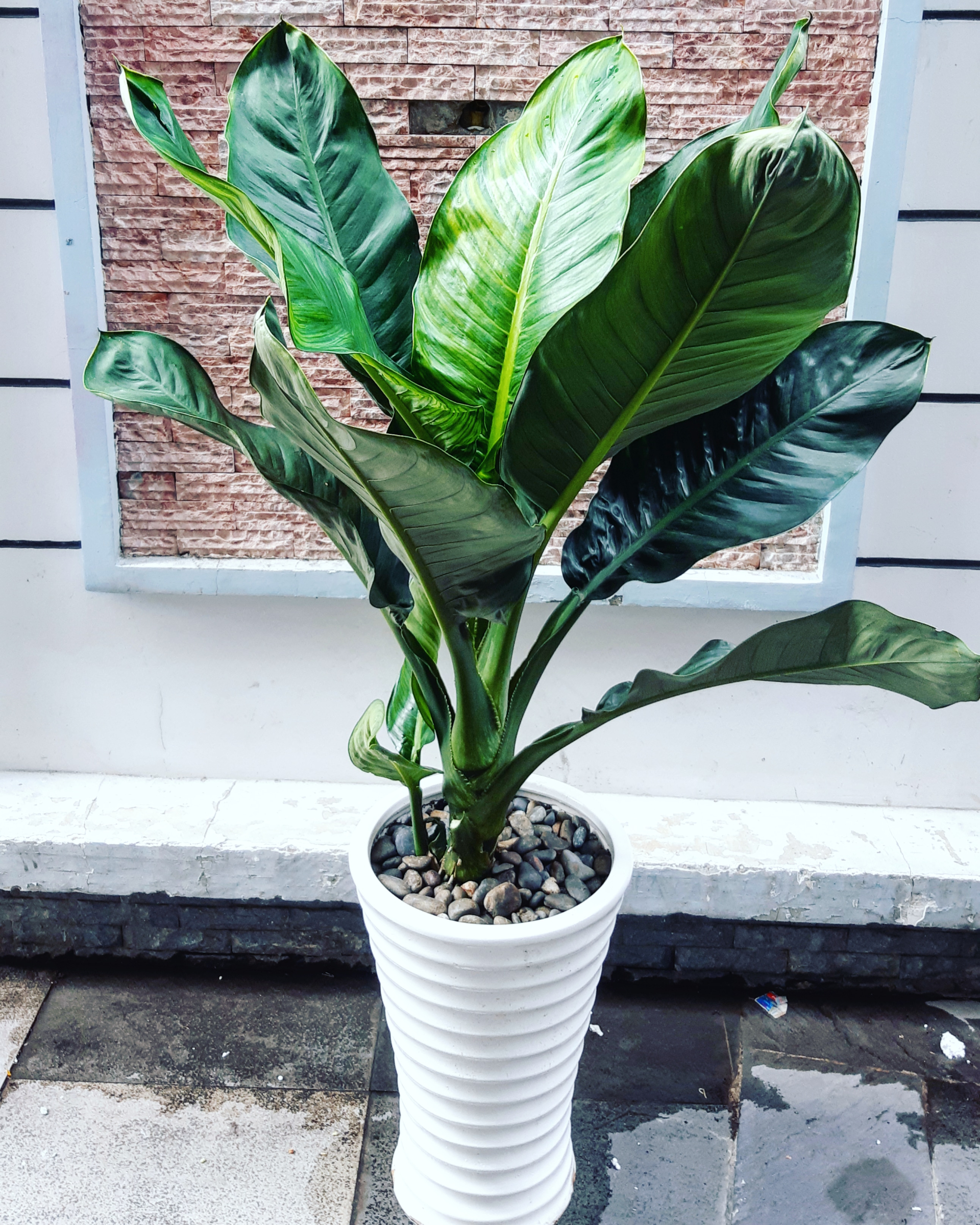 5 lợi ích tuyệt vời khi trồng cây đại phú gia - Ảnh 1.