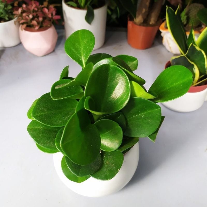 4 lời khuy&ecirc;n chăm s&oacute;c c&acirc;y trường sinh gi&uacute;p c&acirc;y lu&ocirc;n xanh tốt - Ảnh 2.