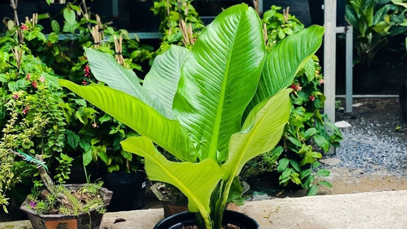 5 lợi ích tuyệt vời khi trồng cây đại phú gia - Ảnh 2.