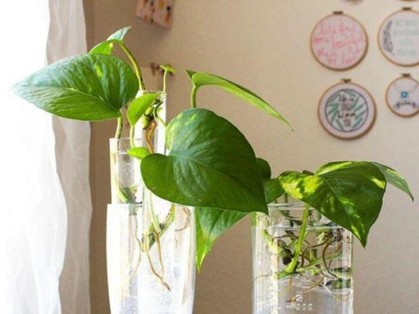 6 lời khuy&ecirc;n chăm s&oacute;c c&acirc;y trầu b&agrave; cho gia đ&igrave;nh khỏe mạnh - Ảnh 1.