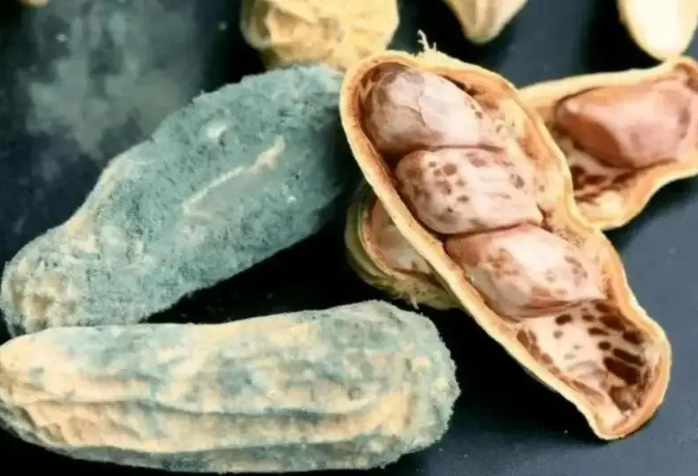  - Ảnh 5.