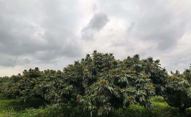 Trung Quốc lo mất trắng loại quả Việt Nam đang v&agrave;o m&ugrave;a: Sản lượng giảm đến 80%, gi&aacute; cao ch&oacute;t v&oacute;t - Ảnh 1.