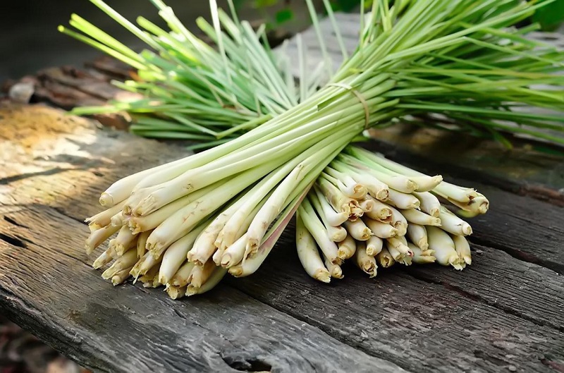 5 c&acirc;y trồng quanh nh&agrave; gi&uacute;p xua đuổi rắn hiệu quả v&agrave; an to&agrave;n - Ảnh 1.