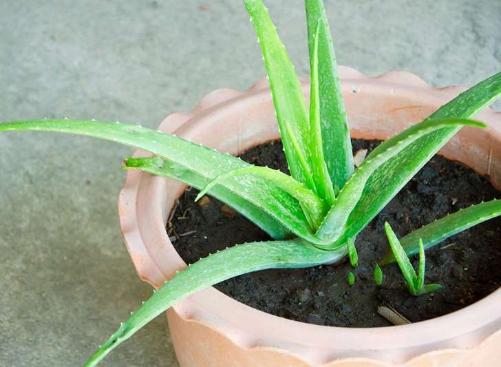 C&ocirc;ng dụng tuyệt vời của nha đam trong đời sống h&agrave;ng ng&agrave;y - Ảnh 1.