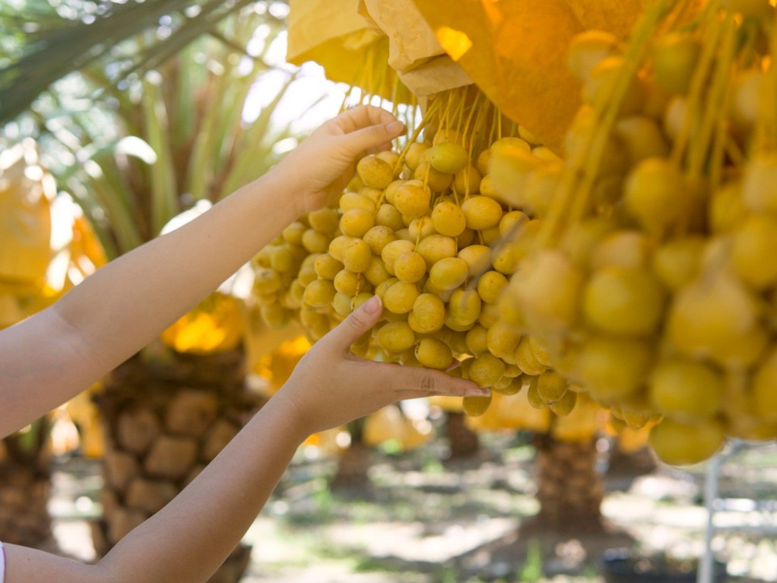 Loại quả "ngọt như mật" nhưng lại gi&uacute;p ph&ograve;ng ngừa tiểu đường: Việt Nam đ&atilde; trồng th&agrave;nh c&ocirc;ng - Ảnh 2.