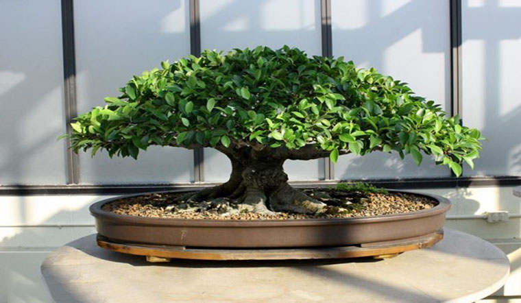 3 loại c&acirc;y n&ecirc;n đặt ở ph&ograve;ng kh&aacute;ch sống trăm năm: Được xem như "b&aacute;u vật" để lại cho con ch&aacute;u - Ảnh 1.
