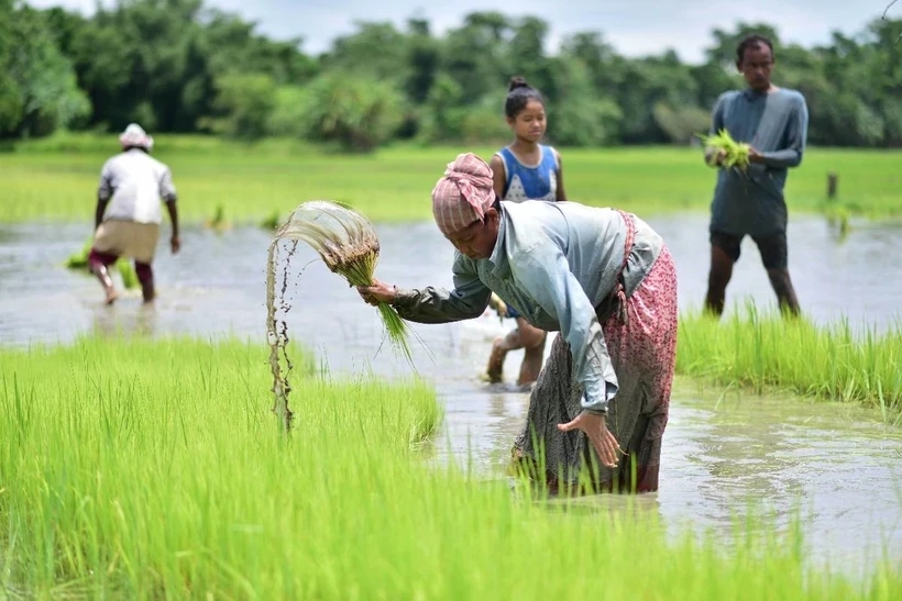 Việt Nam đ&atilde; triển khai nhiều năm, Indonesia nay mới thử nghiệm c&aacute;ch trồng l&uacute;a cho kết quả bất ngờ - Ảnh 2.