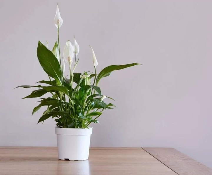 7 loại c&acirc;y h&uacute;t ẩm tốt cho ph&ograve;ng tắm, thanh lọc kh&ocirc;ng kh&iacute; hiệu quả - Ảnh 1.
