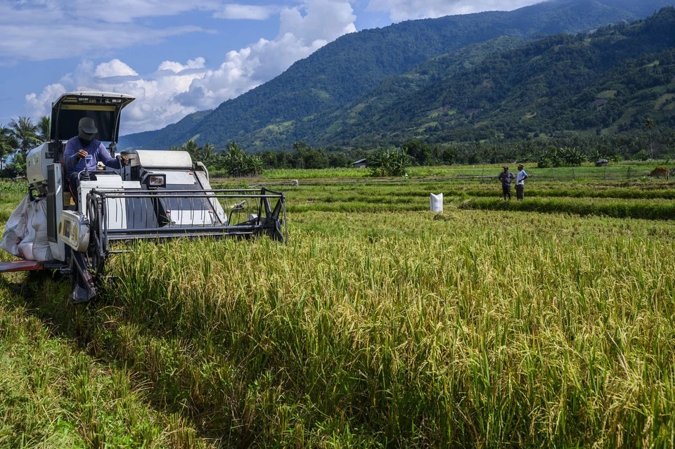 Việt Nam đ&atilde; triển khai nhiều năm, Indonesia nay mới thử nghiệm c&aacute;ch trồng l&uacute;a cho kết quả bất ngờ - Ảnh 1.