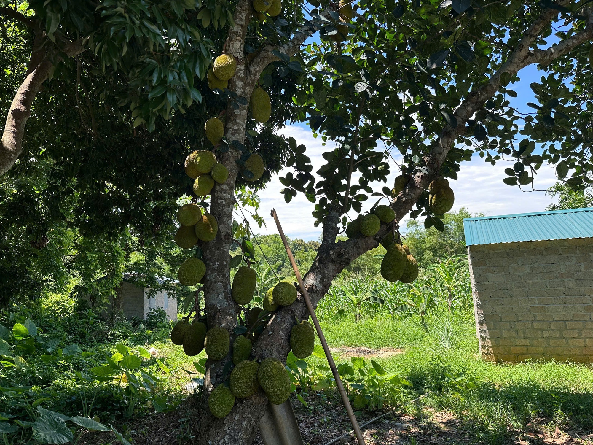 Nhìn hai người đàn ông tóc bạc suýt đánh nhau vì cây mít, tôi mới hiểu có những chuyện không hề cũ đi theo năm tháng- Ảnh 1.